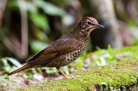 Image result for Zoothera sibirica