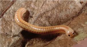 Attēlu rezultāti vaicājumam “Diplopoda”