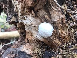 Attēlu rezultāti vaicājumam “Reticularia lycoperdon young”