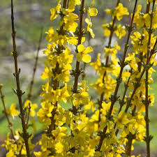 Attēlu rezultāti vaicājumam “Forsythia intermedia flower”