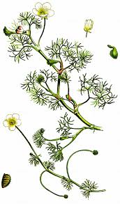 Attēlu rezultāti vaicājumam “Batrachium circinatum flower”