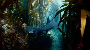 Image result for Triakis megalopterus