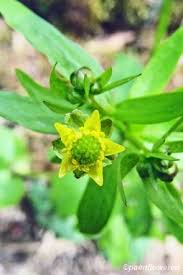 Attēlu rezultāti vaicājumam “Ranunculus elatior leaf”