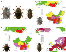 Attēlu rezultāti vaicājumam “Meligethes sp.”