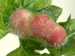 Attēlu rezultāti vaicājumam “Liposthenes glechomae”