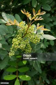 Attēlu rezultāti vaicājumam “Gleditsia triacanthos flower”