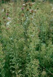 Attēlu rezultāti vaicājumam “Erigeron canadensis”
