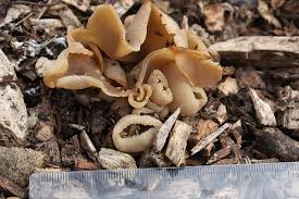 Attēlu rezultāti vaicājumam “Peziza vesiculosa”