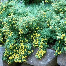 Attēlu rezultāti vaicājumam “Potentilla”