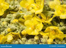 Attēlu rezultāti vaicājumam “Verbascum densiflorum leaf”