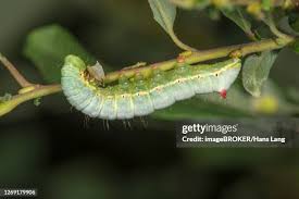 Attēlu rezultāti vaicājumam “Ptilodon capucina larva”