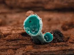 Attēlu rezultāti vaicājumam “Physarum obscurum macro”