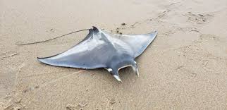 Image result for Mobula hypostoma