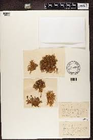 Attēlu rezultāti vaicājumam “Ramalina pollinaria”