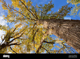 Attēlu rezultāti vaicājumam “Populus x berolinensis”