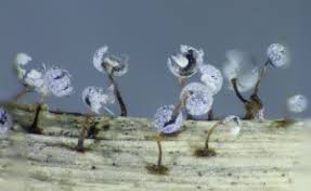 Attēlu rezultāti vaicājumam “Didymium clavus spores”