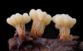 Attēlu rezultāti vaicājumam “Oligonema sp.”