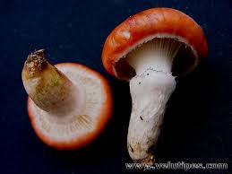 Attēlu rezultāti vaicājumam “Gomphidius roseus”