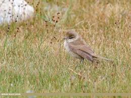 Attēlu rezultāti vaicājumam “Acrocephalus dumetorum”