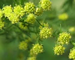 Image result for Artemisia annua