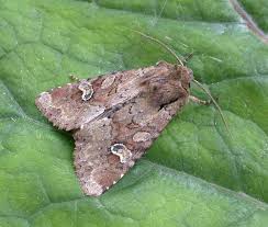 Attēlu rezultāti vaicājumam “Apamea sordens”