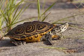 Image result for Malaclemys terrapin