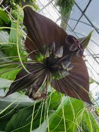 Image result for Tacca chantrieri