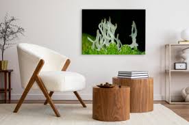 Attēlu rezultāti vaicājumam “Lentaria epichnoa”