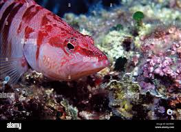 Image result for Serranus scriba