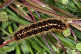 Attēlu rezultāti vaicājumam “Malacosoma neustria larva”
