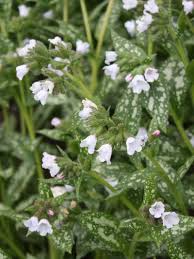 Image result for Lungenkraut