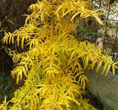 Attēlu rezultāti vaicājumam “Thalictrum lucidum leaf”