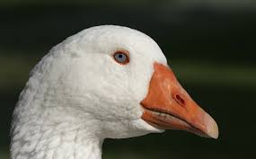 Attēlu rezultāti vaicājumam “Anser anser”