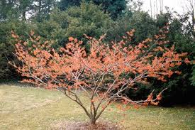 Attēlu rezultāti vaicājumam “Hamamelis”