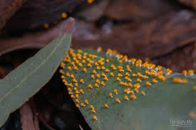 Attēlu rezultāti vaicājumam “Physarum melleum”
