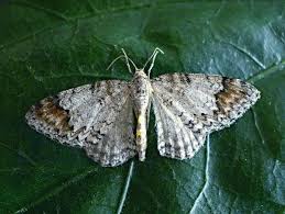 Attēlu rezultāti vaicājumam “Venusia blomeri”