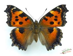 Attēlu rezultāti vaicājumam “Nymphalis xanthomelas upperside”