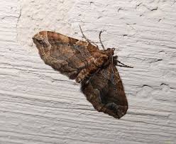 Attēlu rezultāti vaicājumam “Pelurga comitata”