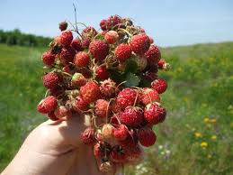 Attēlu rezultāti vaicājumam “Fragaria viridis fruit”