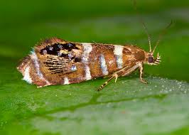Attēlu rezultāti vaicājumam “Glyphipterigidae”