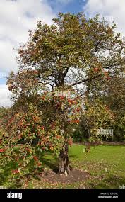 Attēlu rezultāti vaicājumam “Sorbus hybrida”