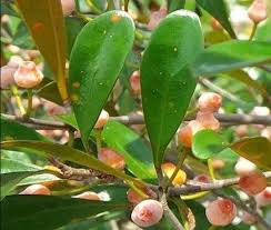Attēlu rezultāti vaicājumam “Aubrieta deltoidea leaf”