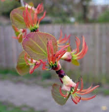 Attēlu rezultāti vaicājumam “Cercidiphyllum japonicum flower”