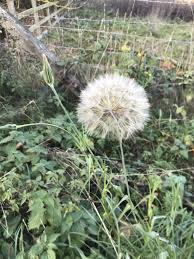 Attēlu rezultāti vaicājumam “Tragopogon pratensis subsp. pratensis leaf”