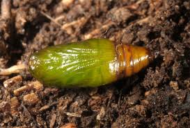 Attēlu rezultāti vaicājumam “Anticollix sparsata”