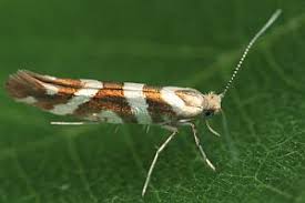 Attēlu rezultāti vaicājumam “Argyresthia goedartella”