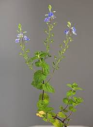 Image result for Veronica chamaedrys