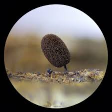 Attēlu rezultāti vaicājumam “Comatricha laxa”