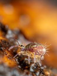 Attēlu rezultāti vaicājumam “Arcyria helvetica macro”