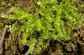 Attēlu rezultāti vaicājumam “Plagiothecium succulentum”